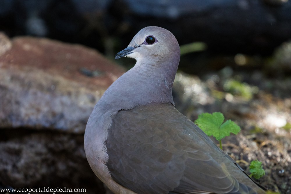 Large-tailed Dove - ML245377391