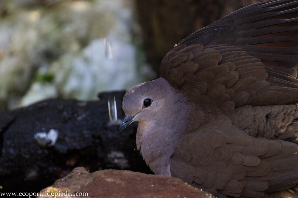 Large-tailed Dove - ML245377401