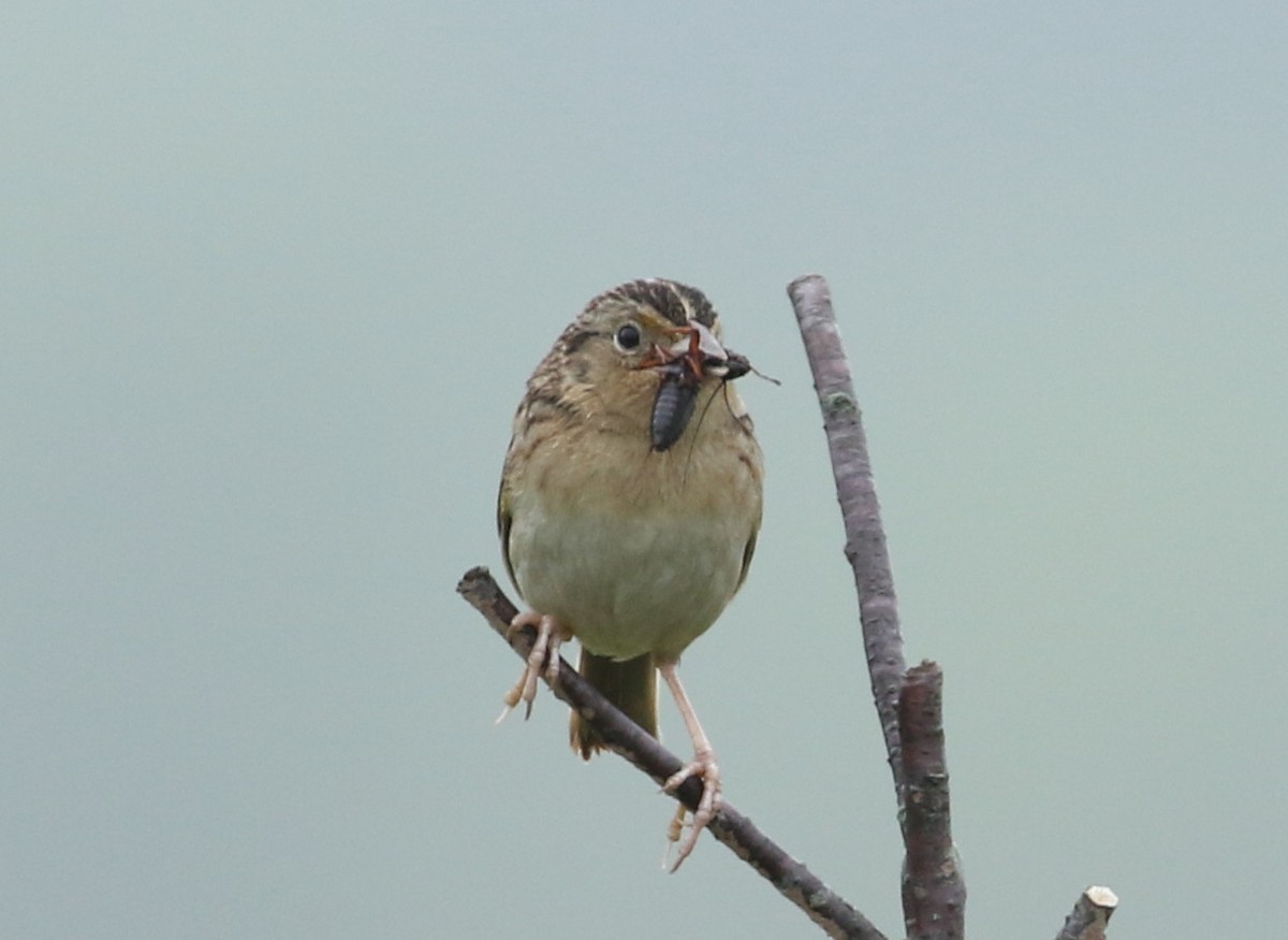 Grasshopper Sparrow - ML245377421