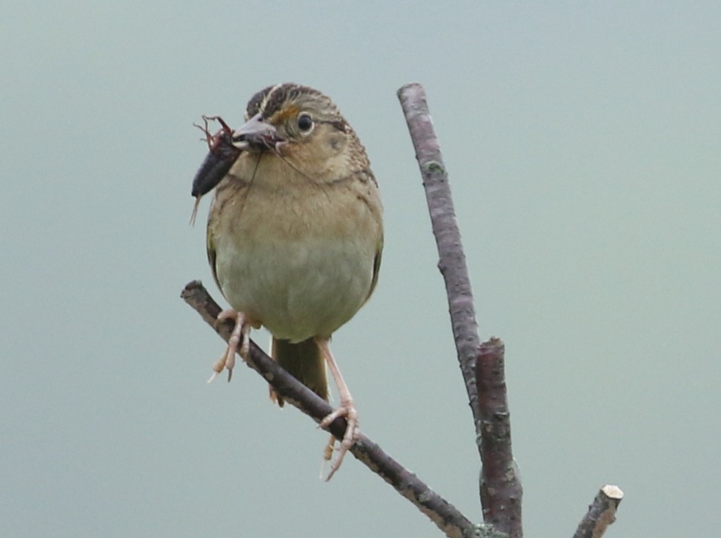 Grasshopper Sparrow - ML245377461