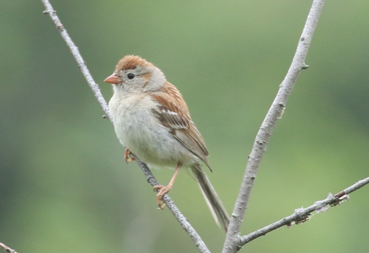 Field Sparrow - ML245377541