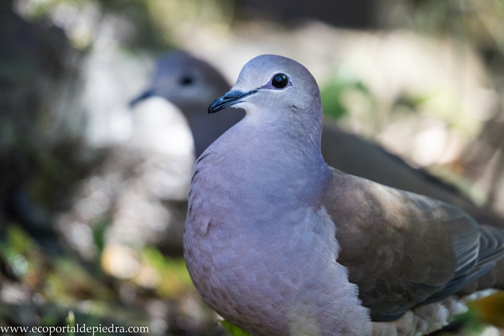 Large-tailed Dove - Carlos Cuñado Strelkov