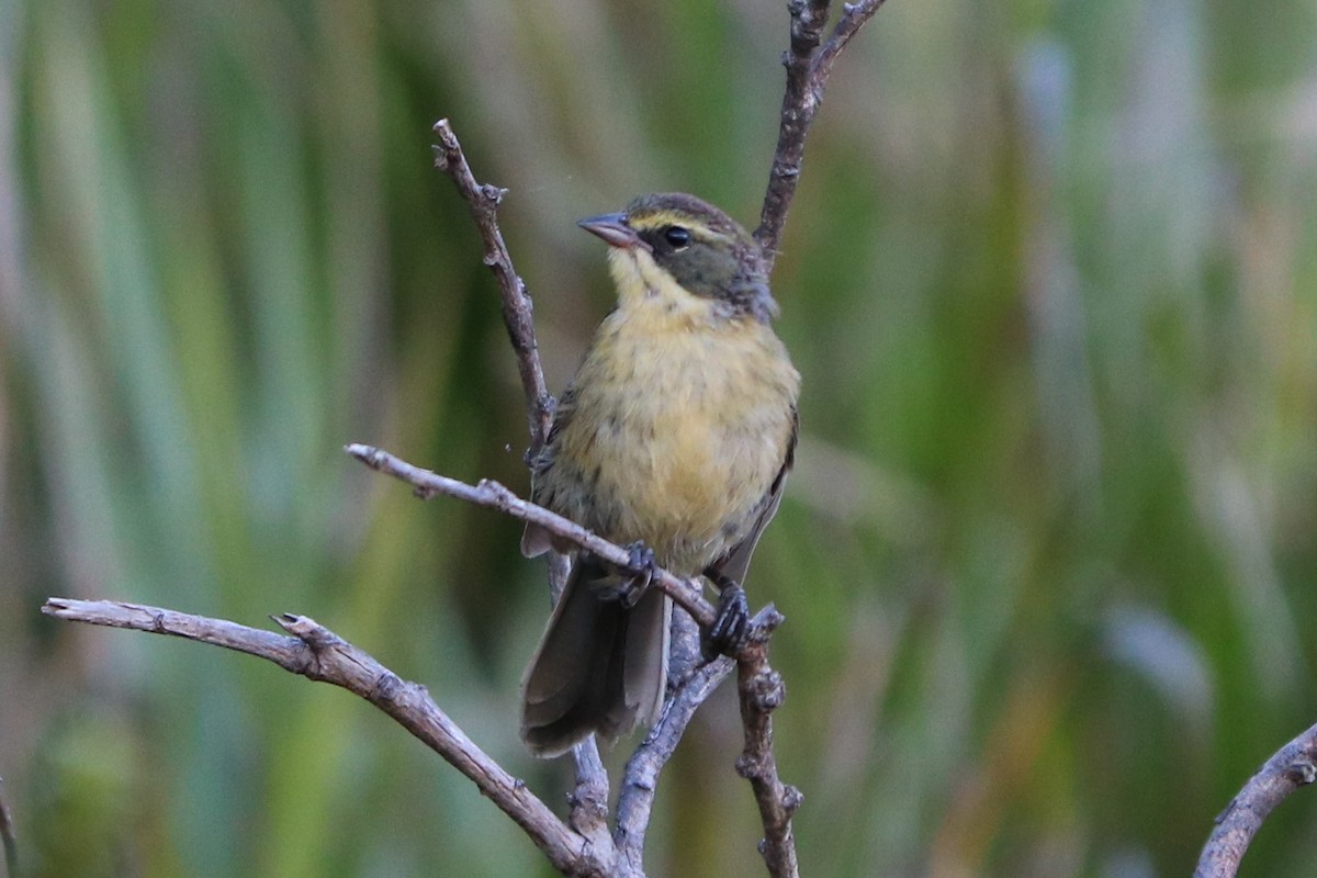 Long-tailed Reed Finch - Josi Guimarães
