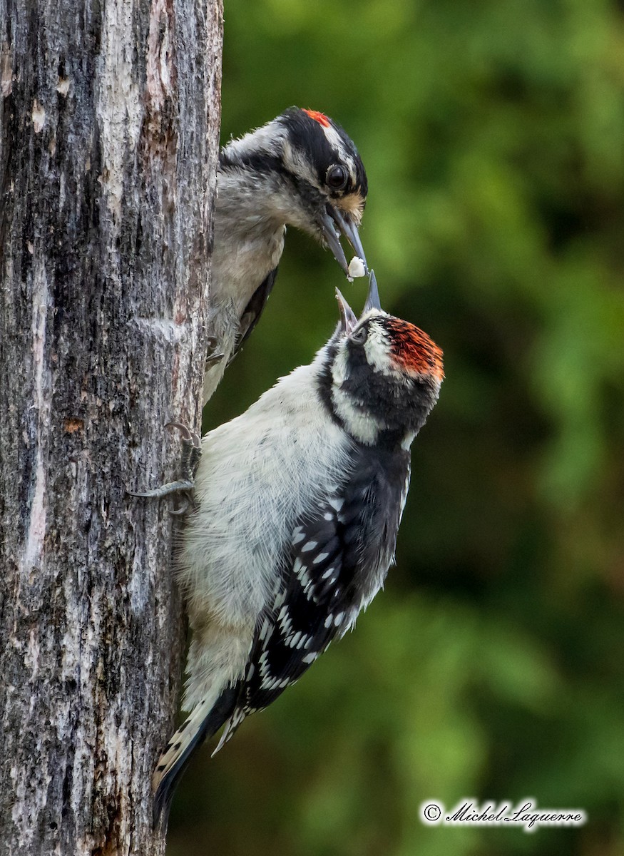 Downy Woodpecker - Michel Laquerre