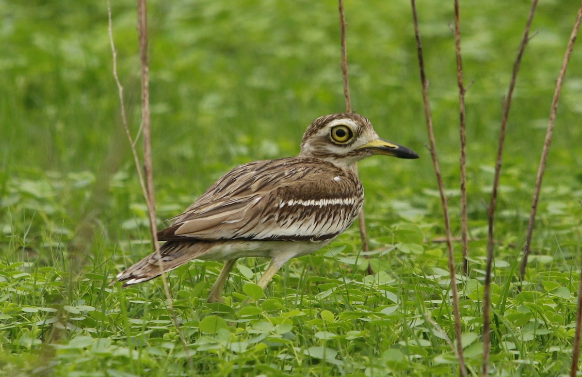 Indian Thick-knee - ML245380911