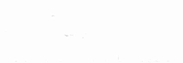 střízlík kanadský - ML24538141