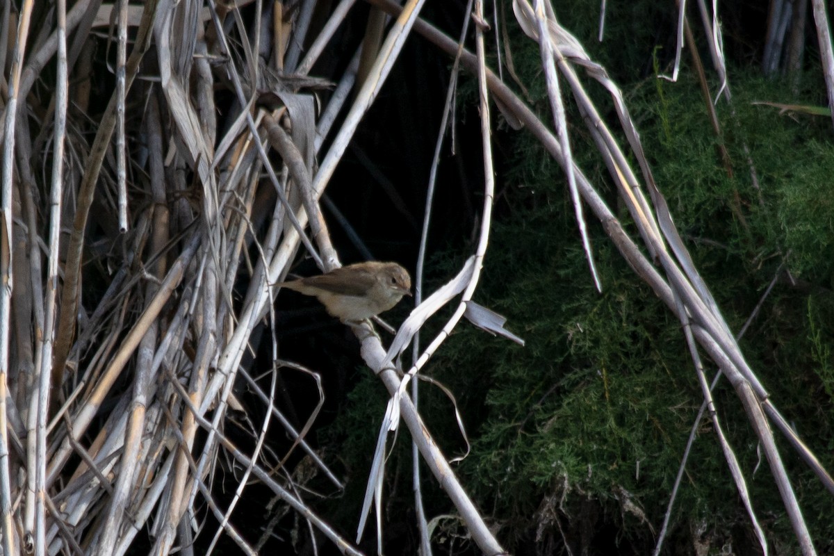 Common Reed Warbler - ML245383021