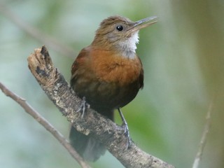 Sclerurus albigularis