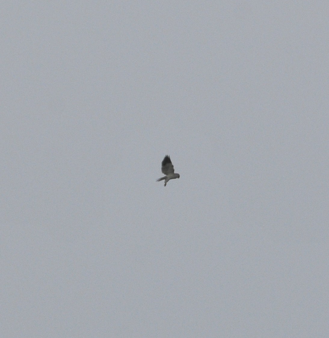 Black-winged Kite - ML245389281