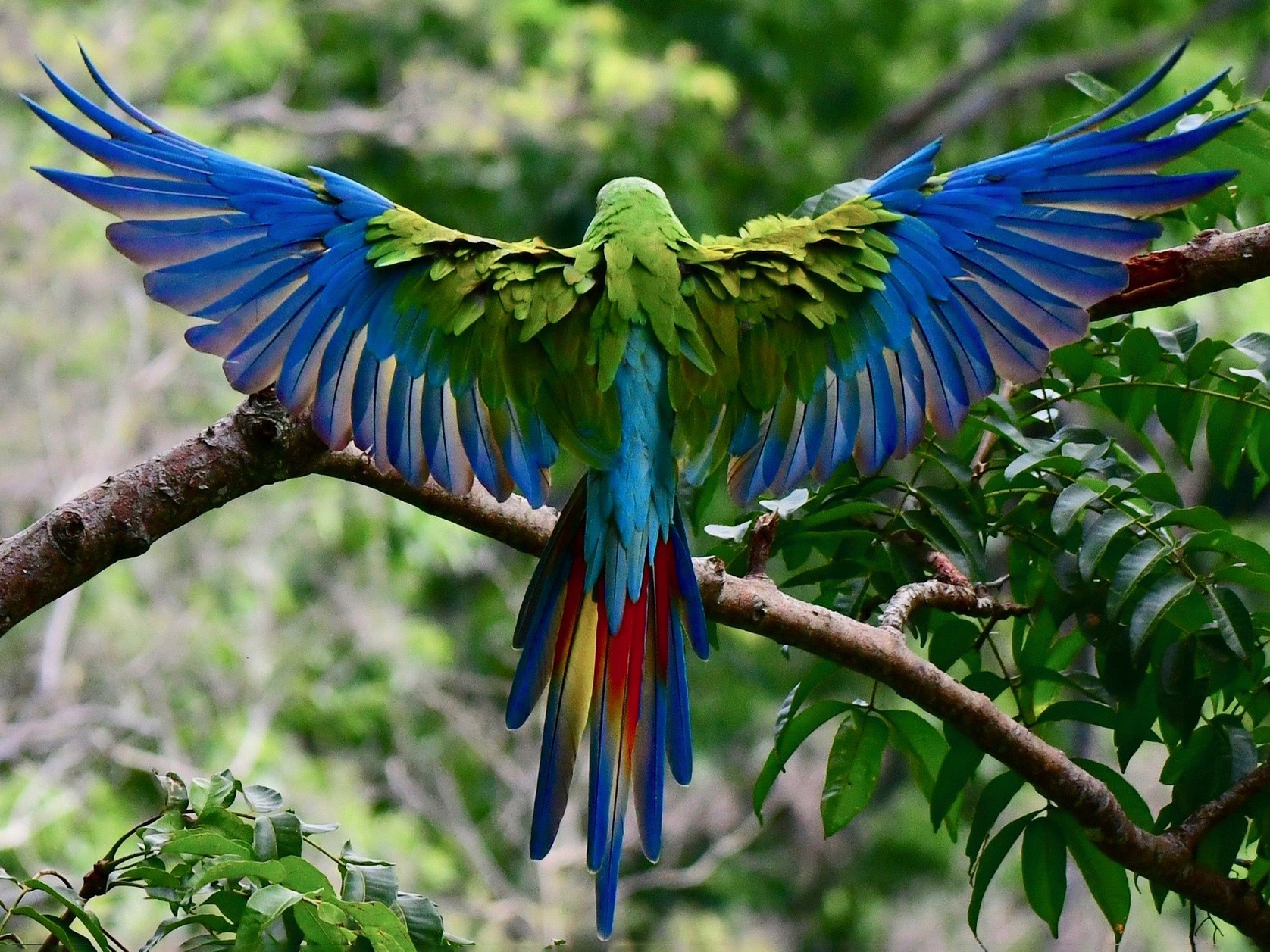 Green Macaw Parrots