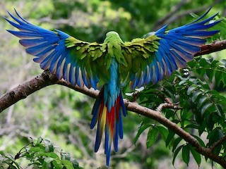 金剛インコ ヒワコンゴウインコ - eBird