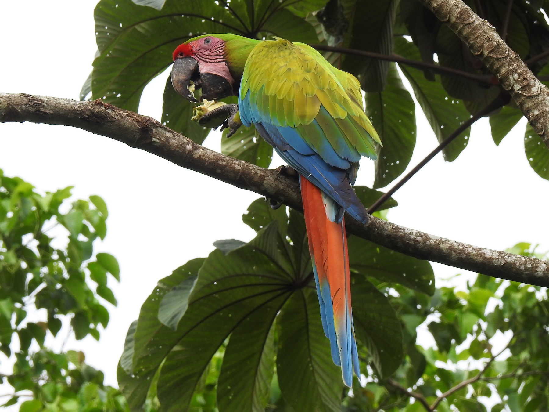 Great Green Macaw - John and Milena Beer