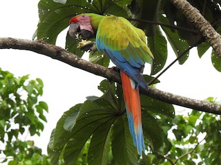 ヒワコンゴウインコ - eBird