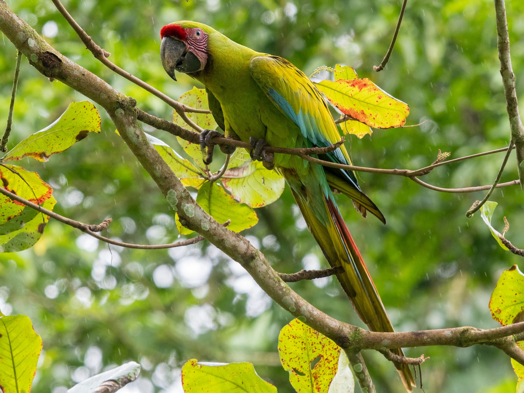 Great Green Macaw - Hans Norelius
