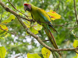  - Great Green Macaw