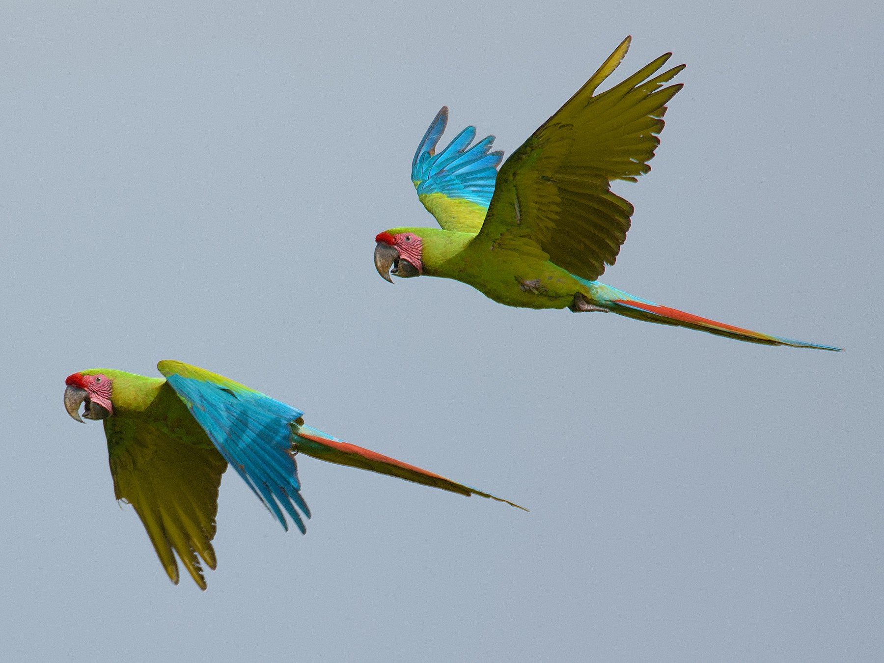 Great Green Macaw - Christopher Becerra