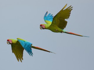  - Great Green Macaw