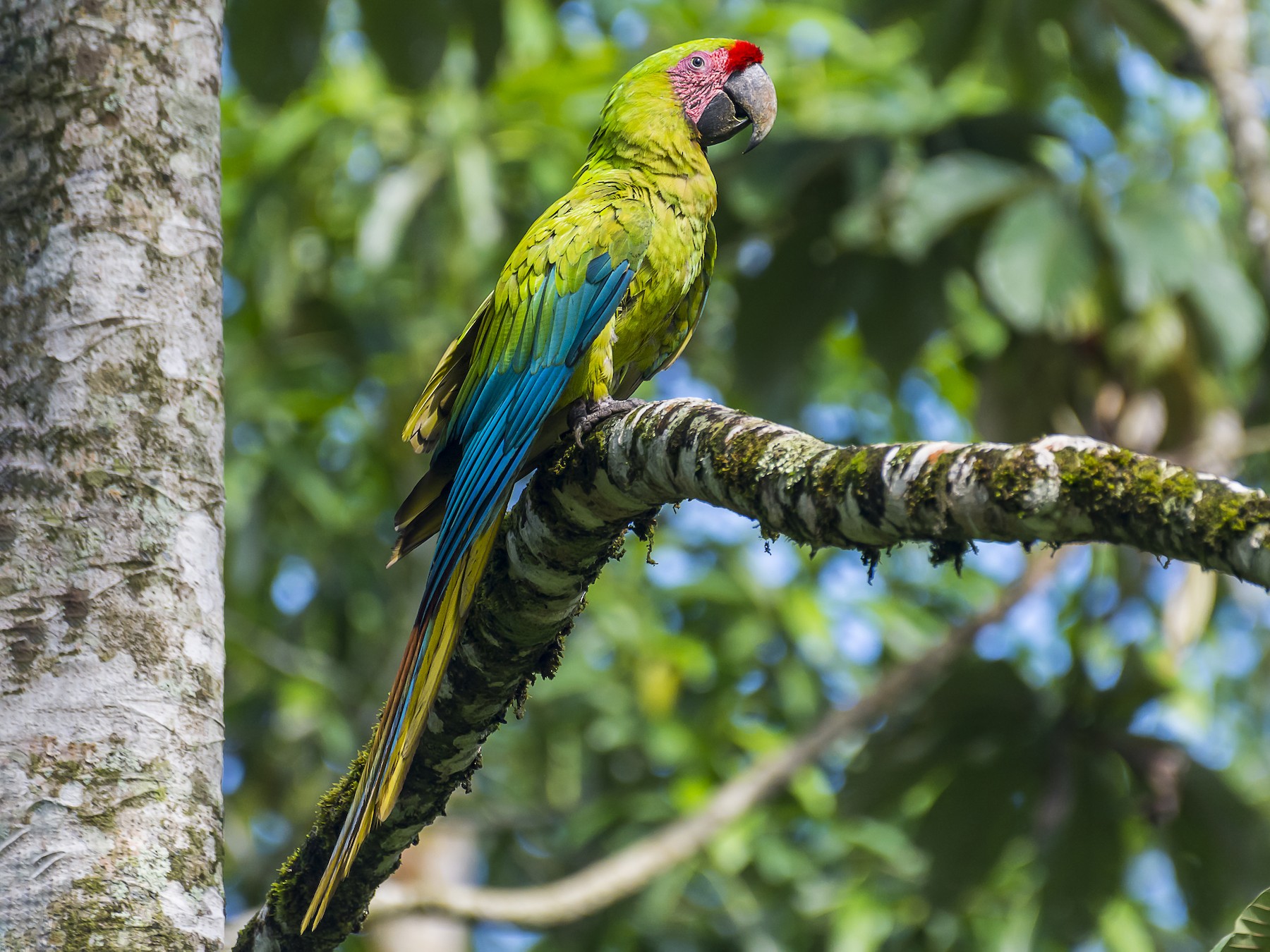 Green Macaw Parrots