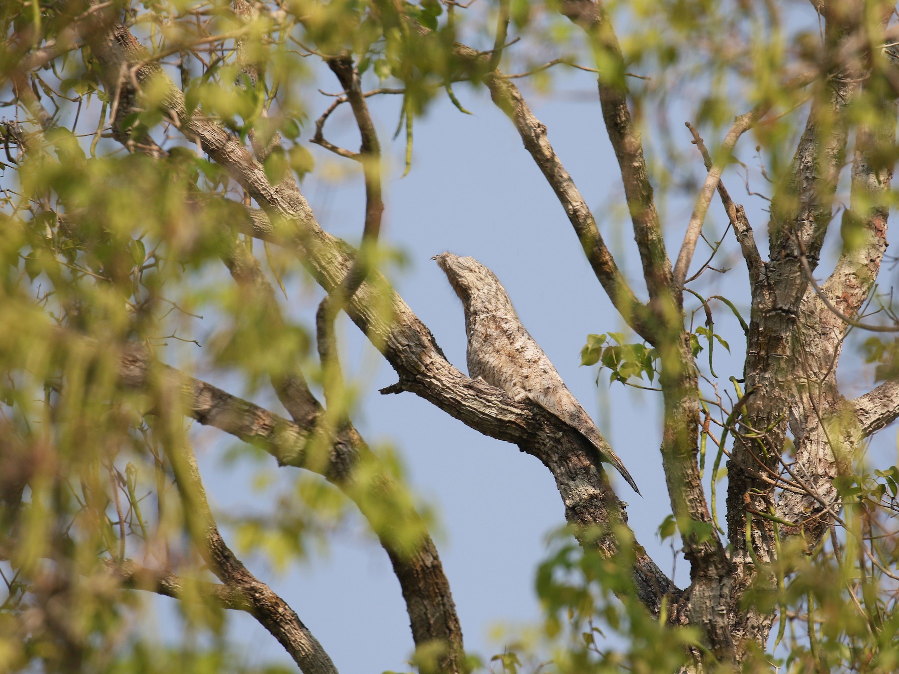 Great Potoo - David Lang