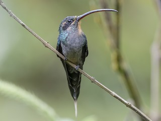雌鳥 - fernando Burgalin Sequeria - ML245393391