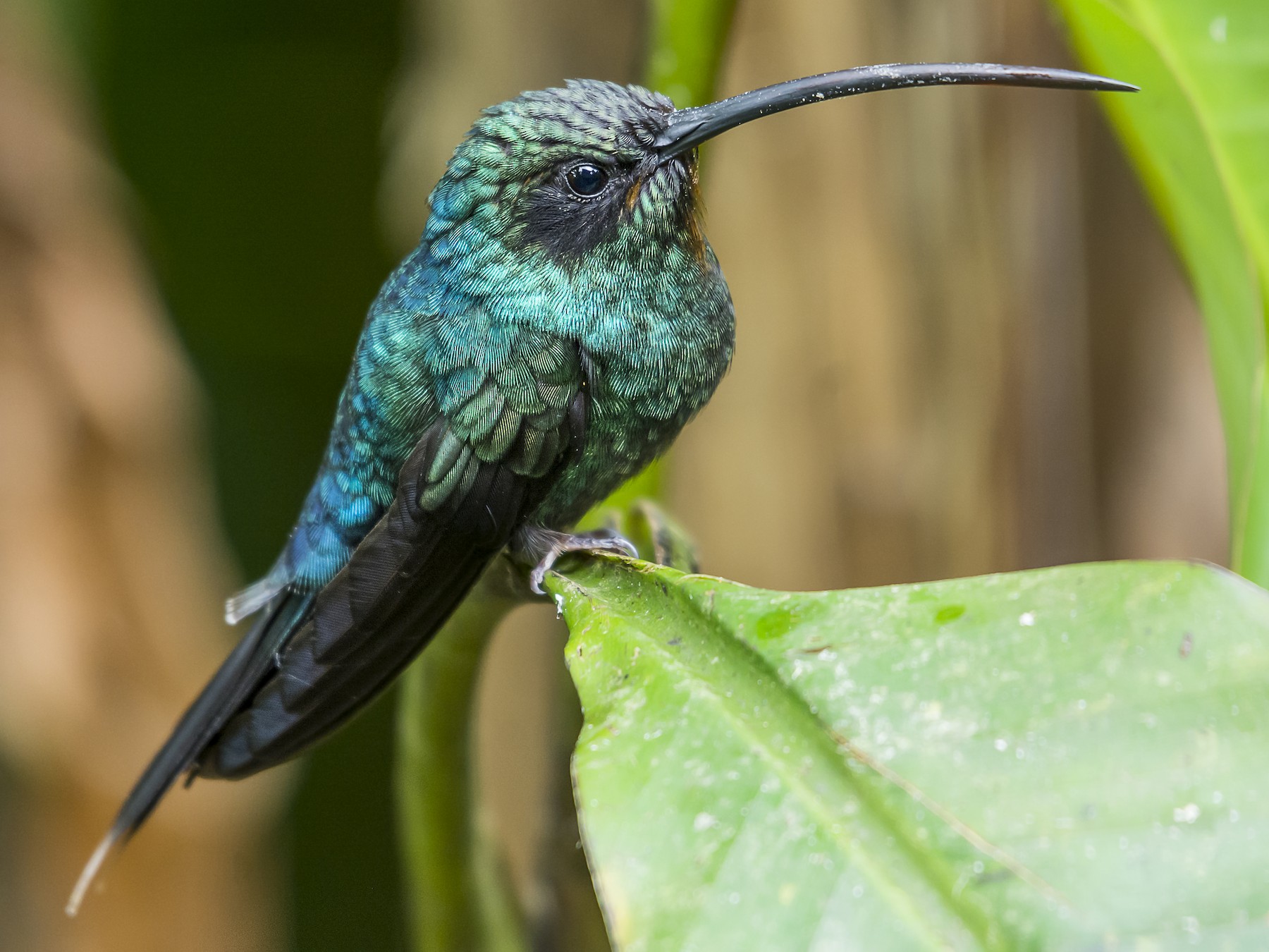 Green Hermit - fernando Burgalin Sequeria