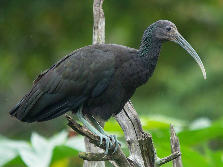 Green Ibis - LUCIANO BERNARDES