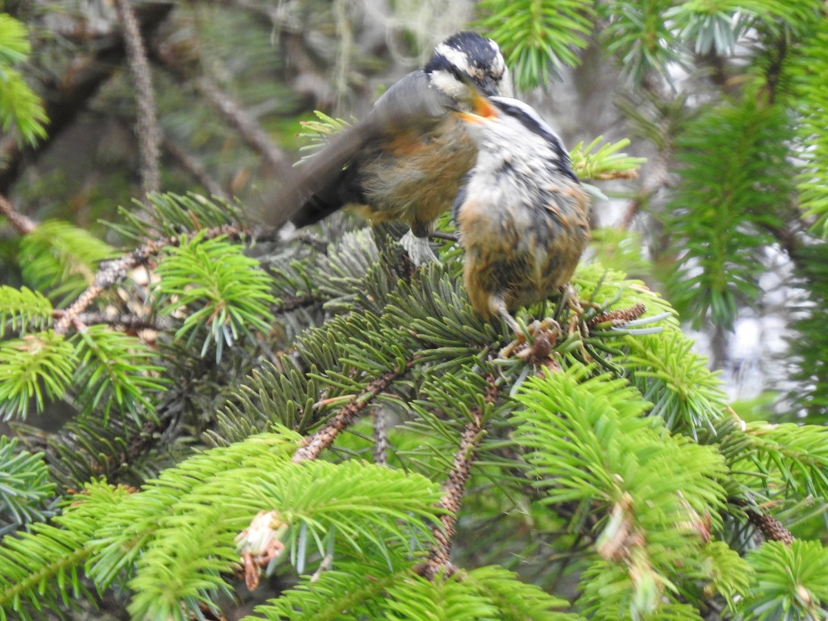 Red-breasted Nuthatch - ML245395961