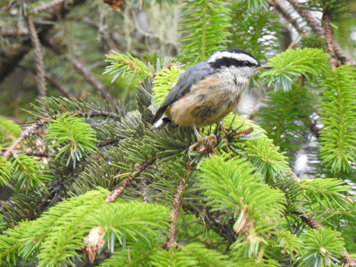 Red-breasted Nuthatch - ML245396031
