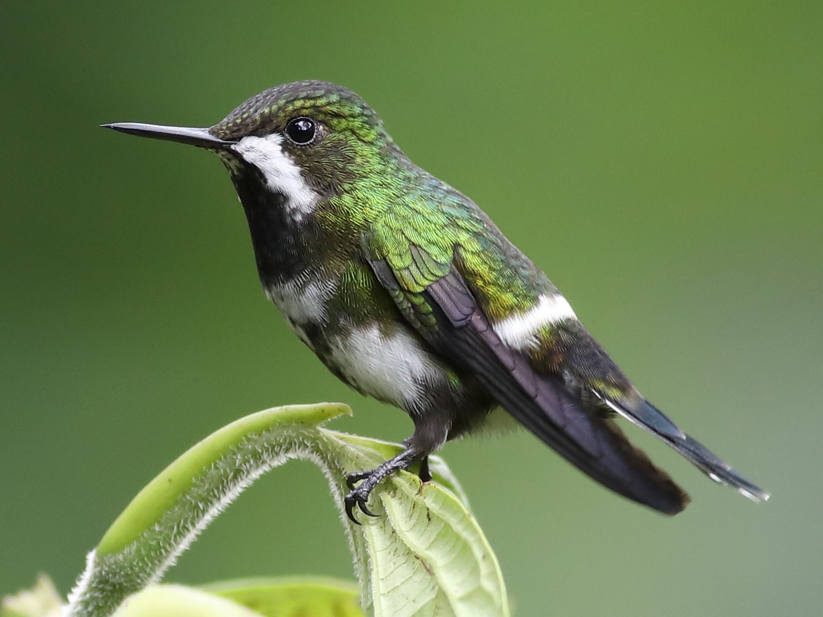 Green Thorntail - Graham Montgomery