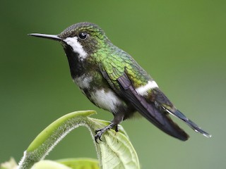  - Green Thorntail