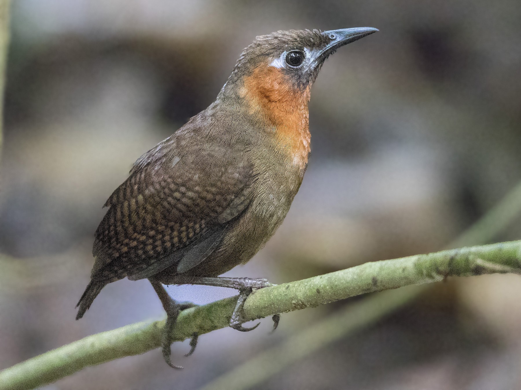 Song Wren - Bradley Hacker 🦜