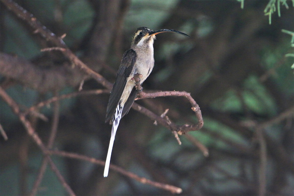 kolibřík západomexický - ML245397961