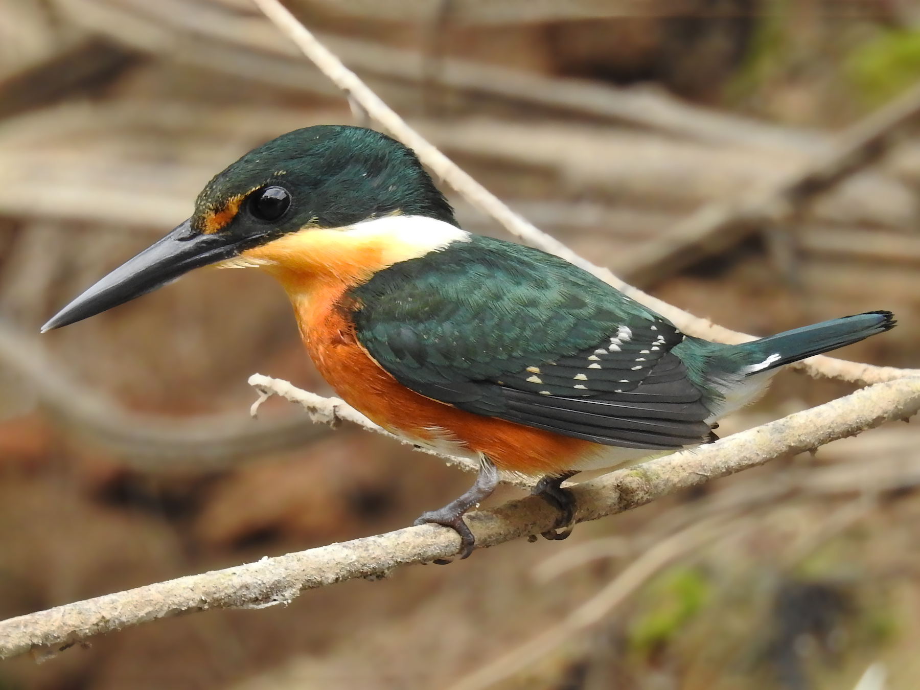 Green-and-rufous Kingfisher - Jorge Gabriel Campos