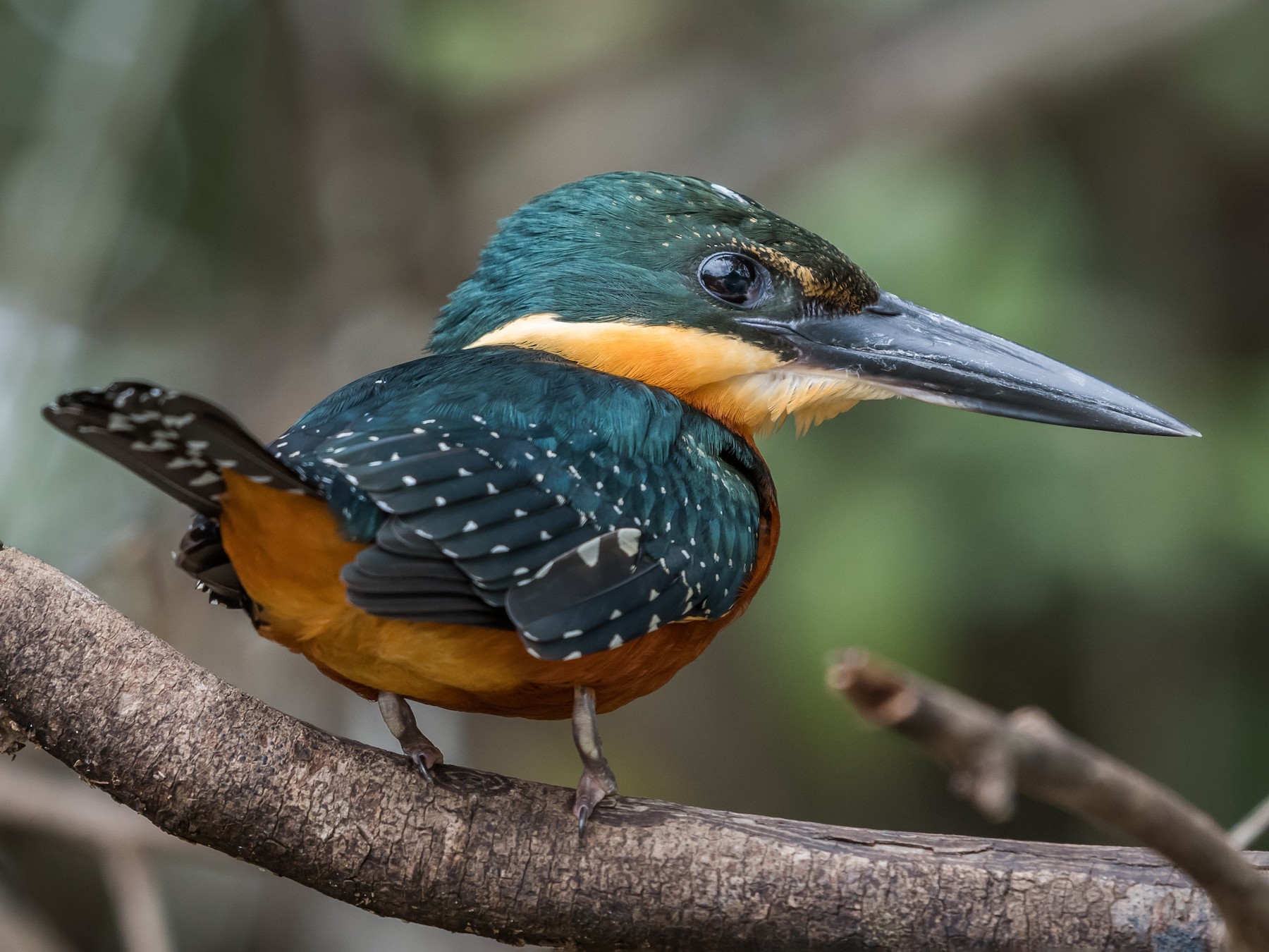 Green-and-rufous Kingfisher - Michael Plaster