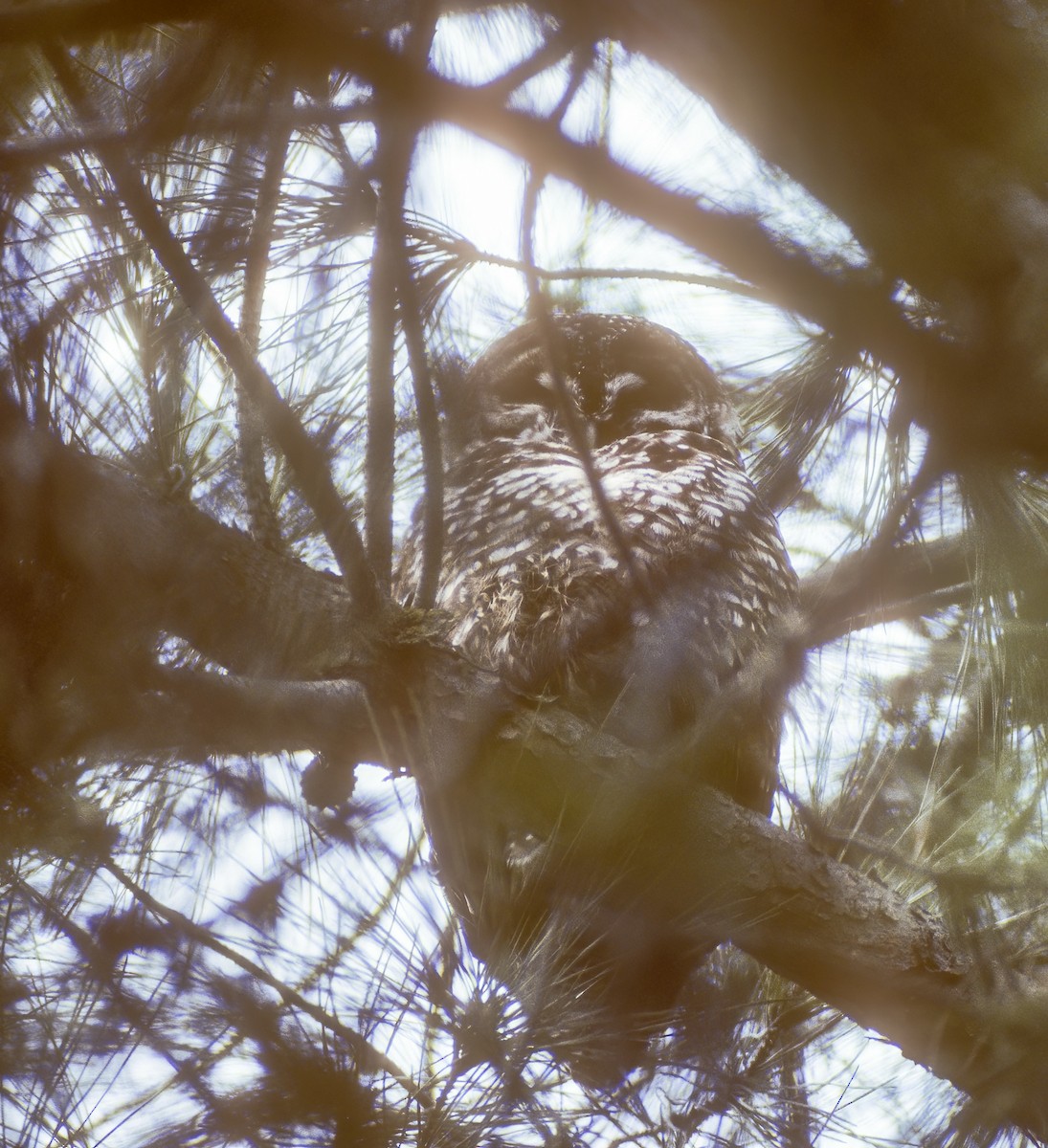 Spotted Owl - Dan Brown