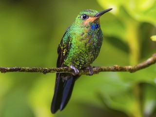 Juvenile male - Yeray Seminario - ML245400591