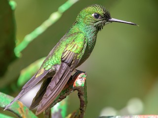  - Green-crowned Brilliant