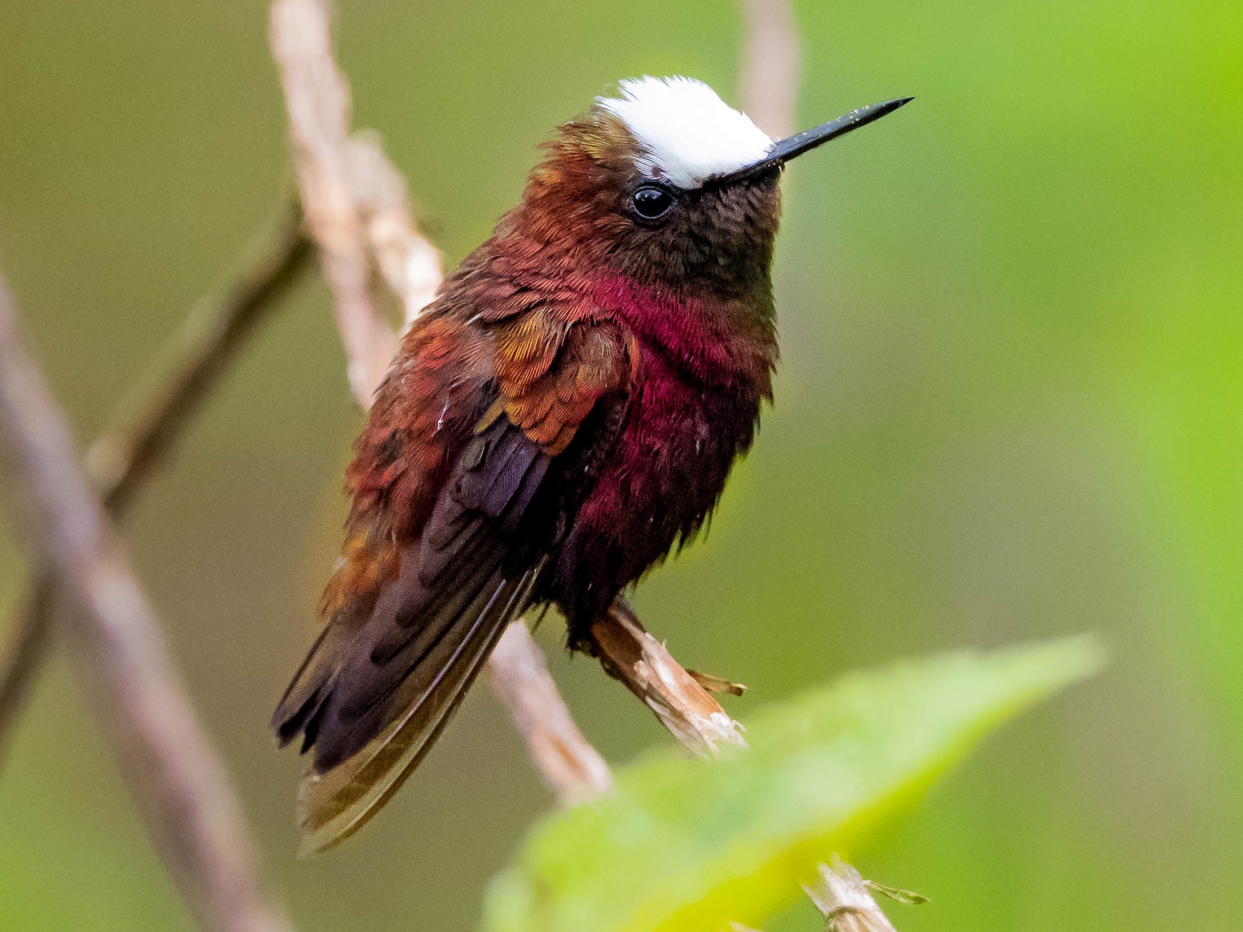 Snowcap - eBird