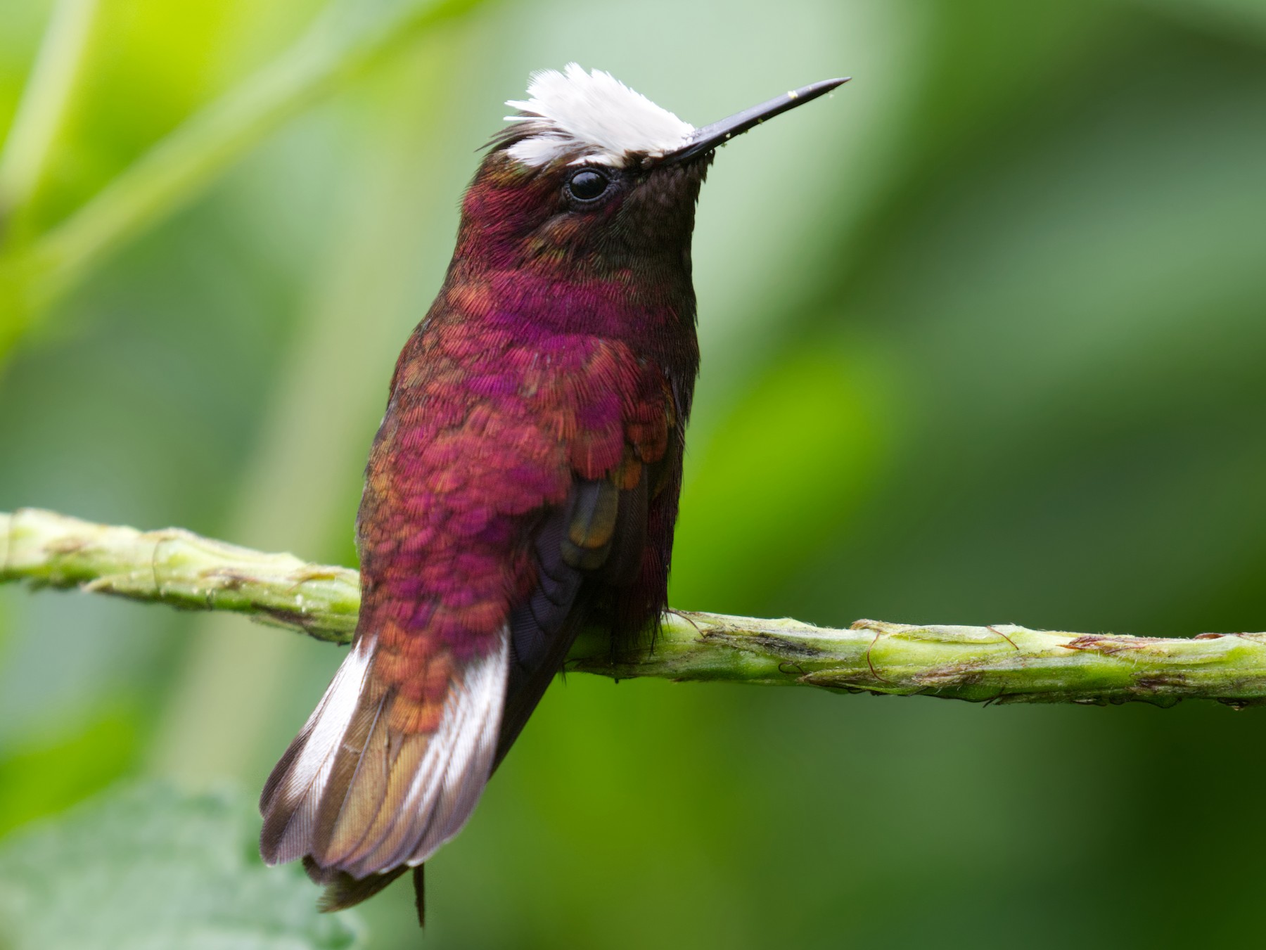 Les colibris menacés par le froid cet hiver