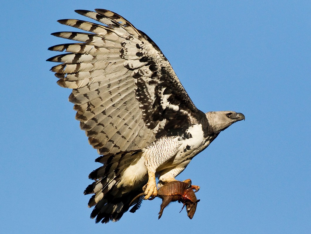 thin-viper273: a harpy eagle with strings running across its wings