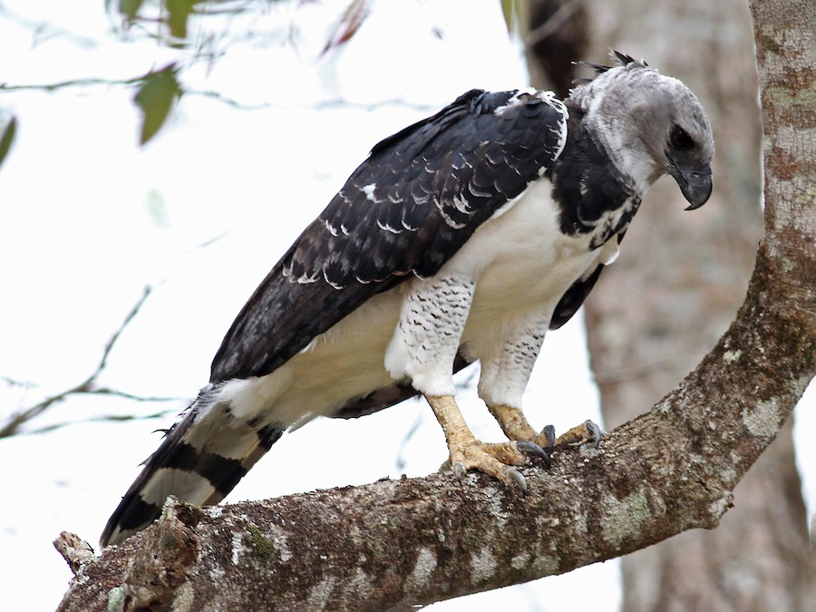 Harpy eagle Harpia harpyja raptor perched on a branch. This large bird of  prey is on the threatened species list Stock Photo - Alamy