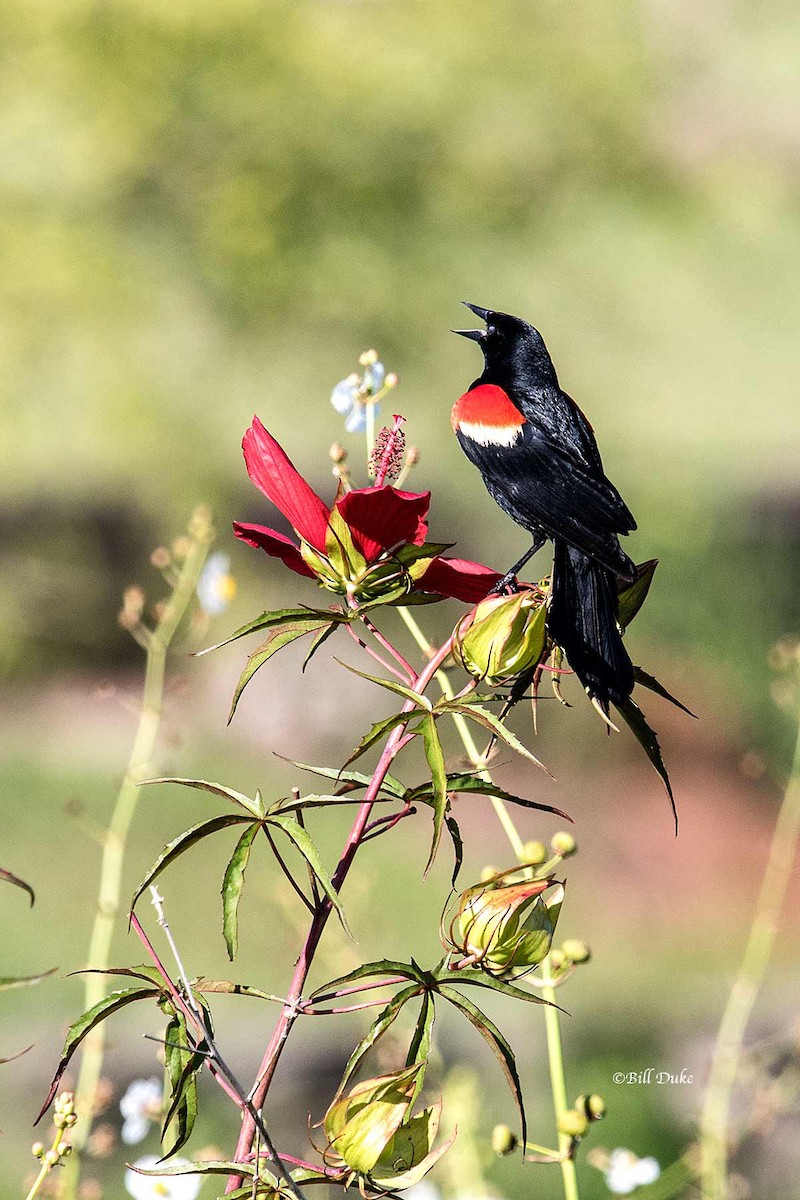 Red-winged Blackbird (Red-winged) - ML245404511
