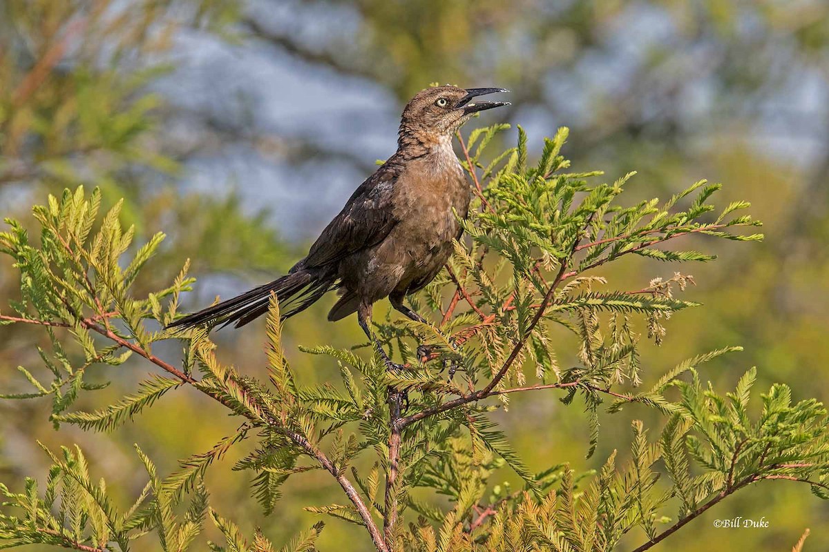 Great-tailed Grackle (Great-tailed) - ML245405261