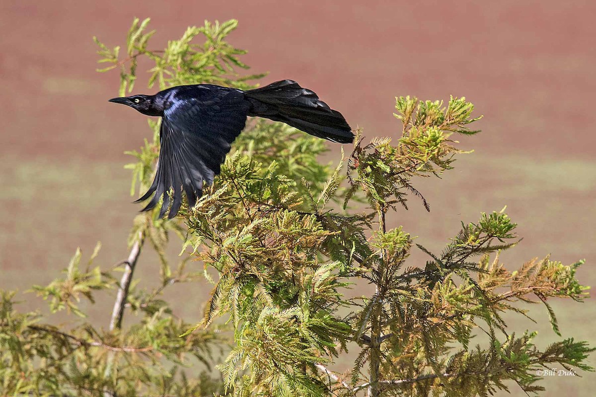 Great-tailed Grackle (Great-tailed) - ML245405721