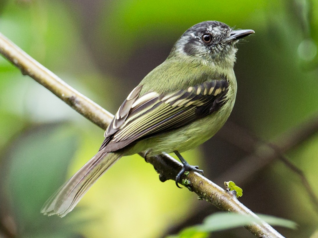 Slaty-capped Flycatcher - Nick Athanas