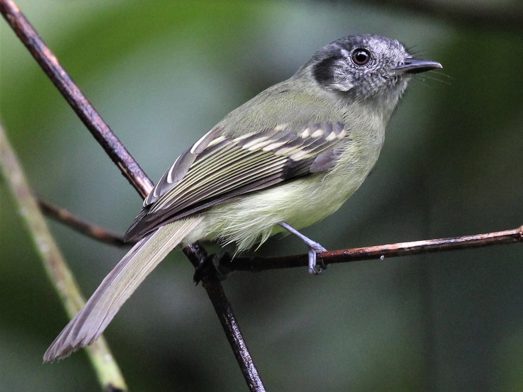 Slaty-capped Flycatcher - John  Crosby