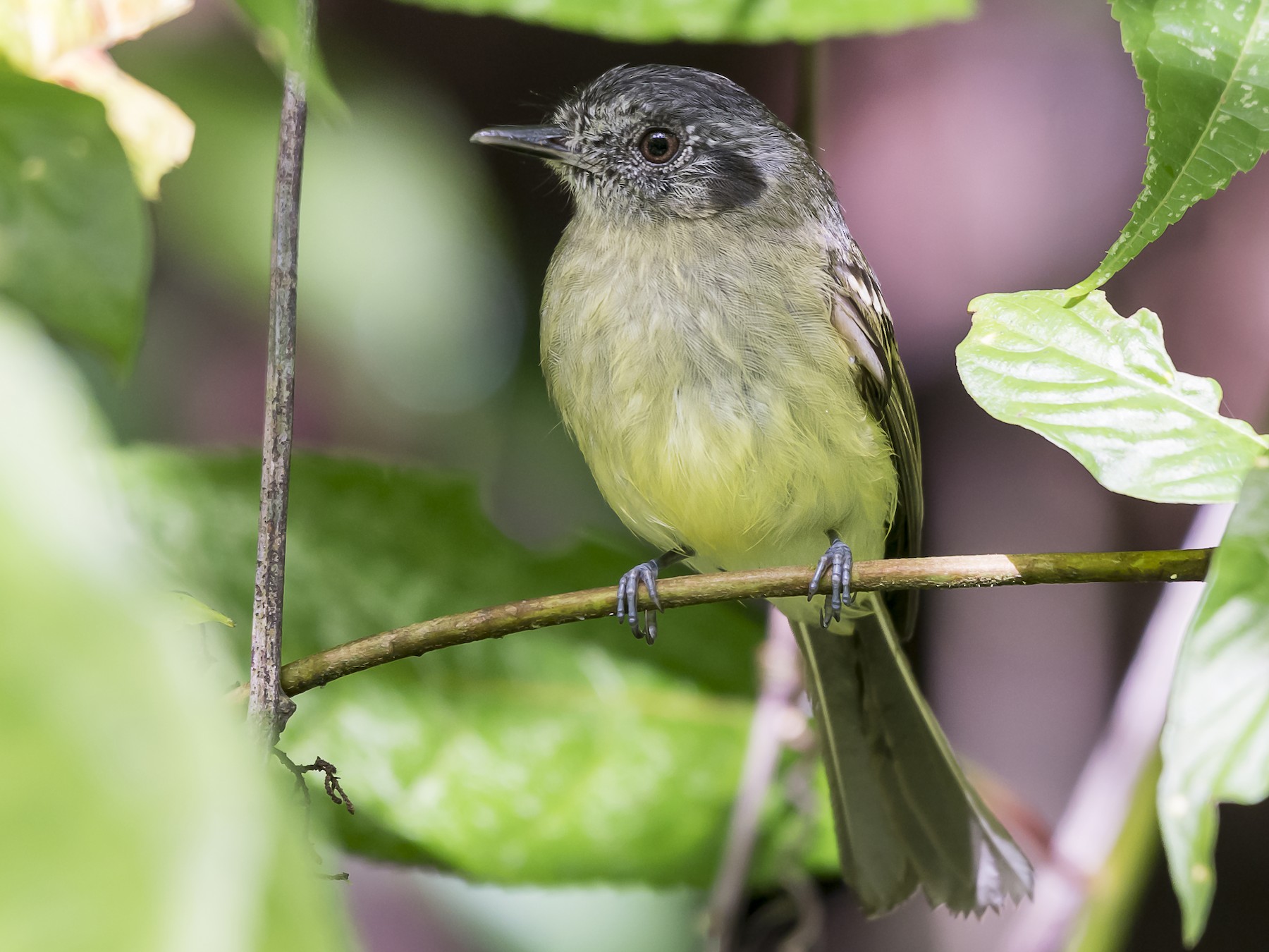 Slaty-capped Flycatcher - fernando Burgalin Sequeria