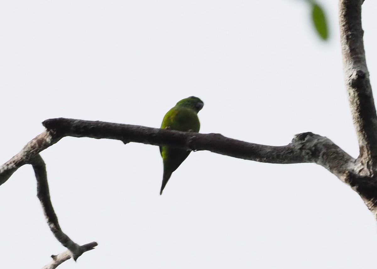 Salvadori's Fig-Parrot - ML245406711