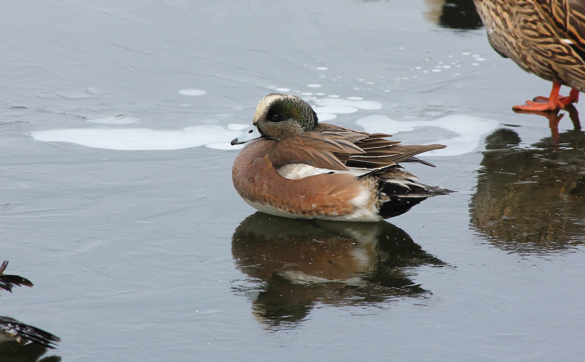 American Wigeon - Devin Griffiths