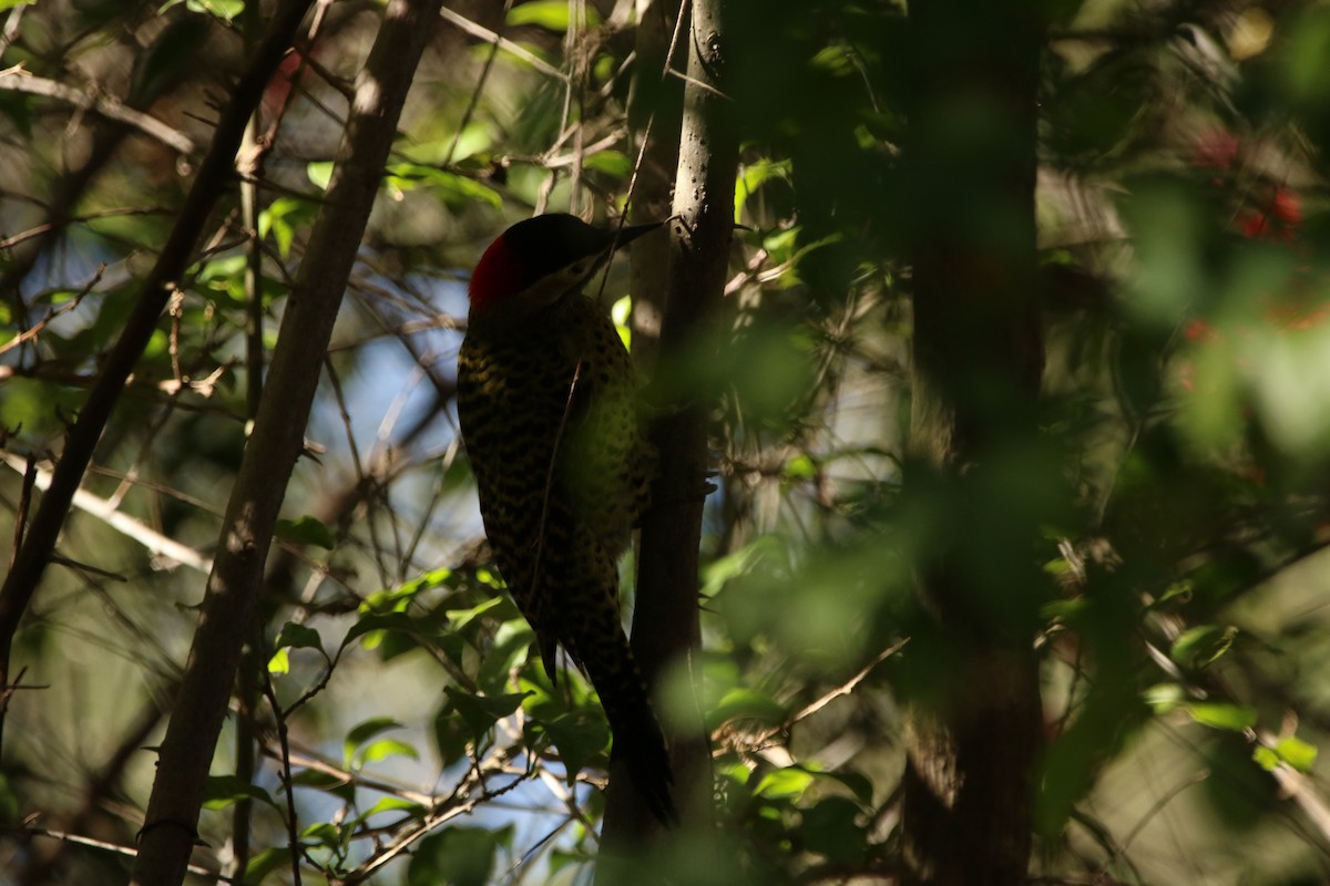 Green-barred Woodpecker - Anelisa  Magalhães